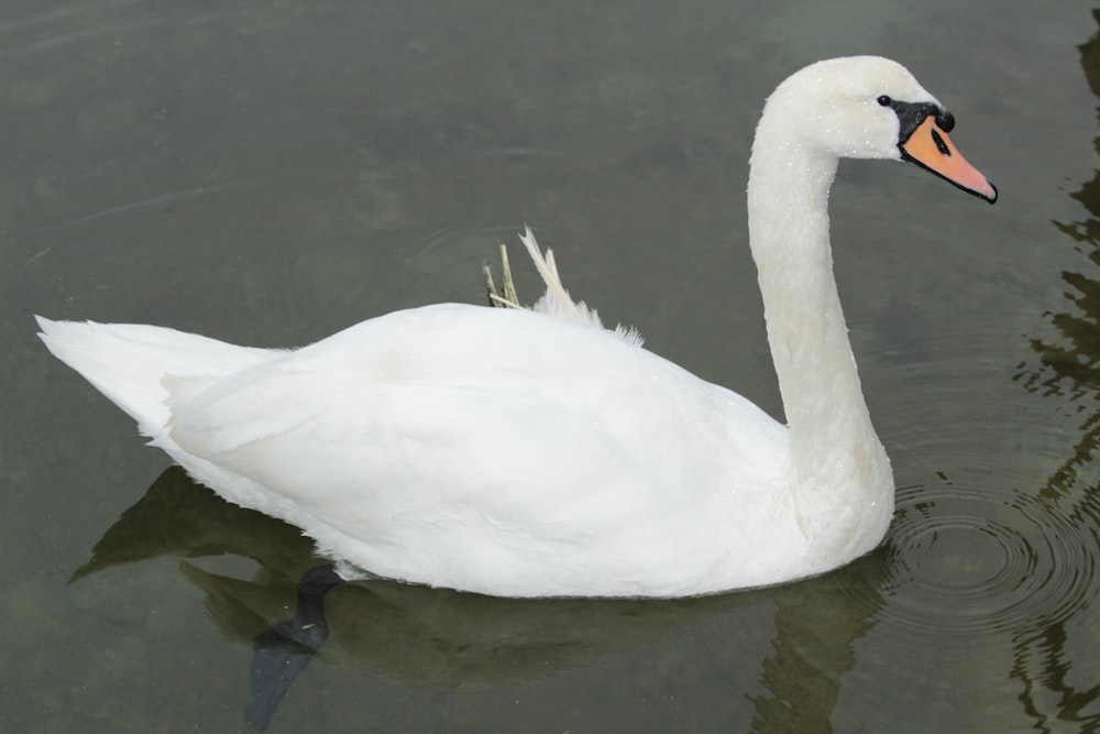 a white swan floating on top of a body of water