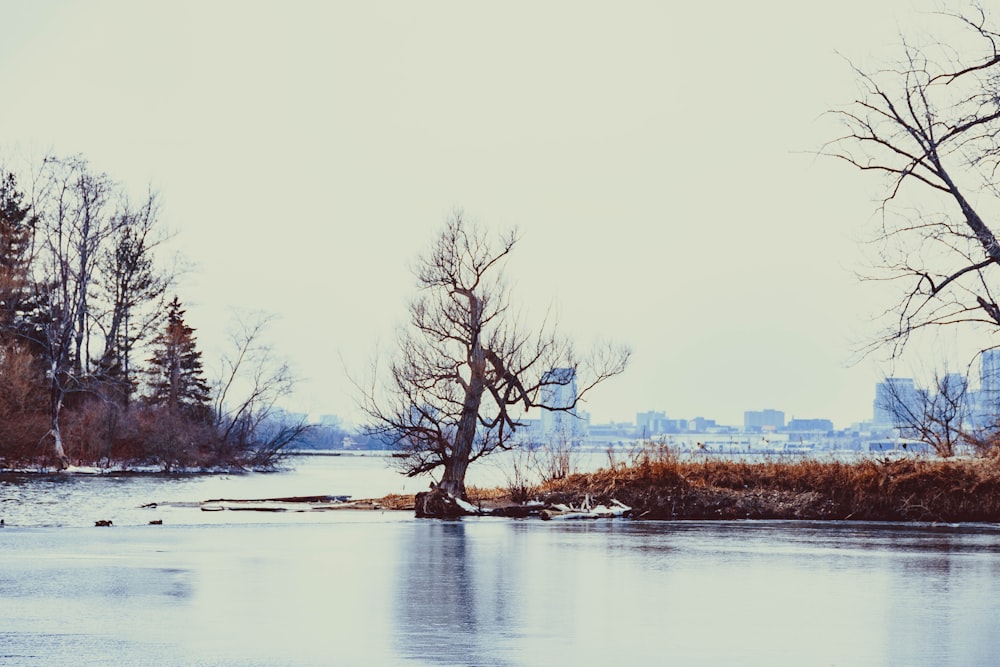 a body of water surrounded by trees and buildings