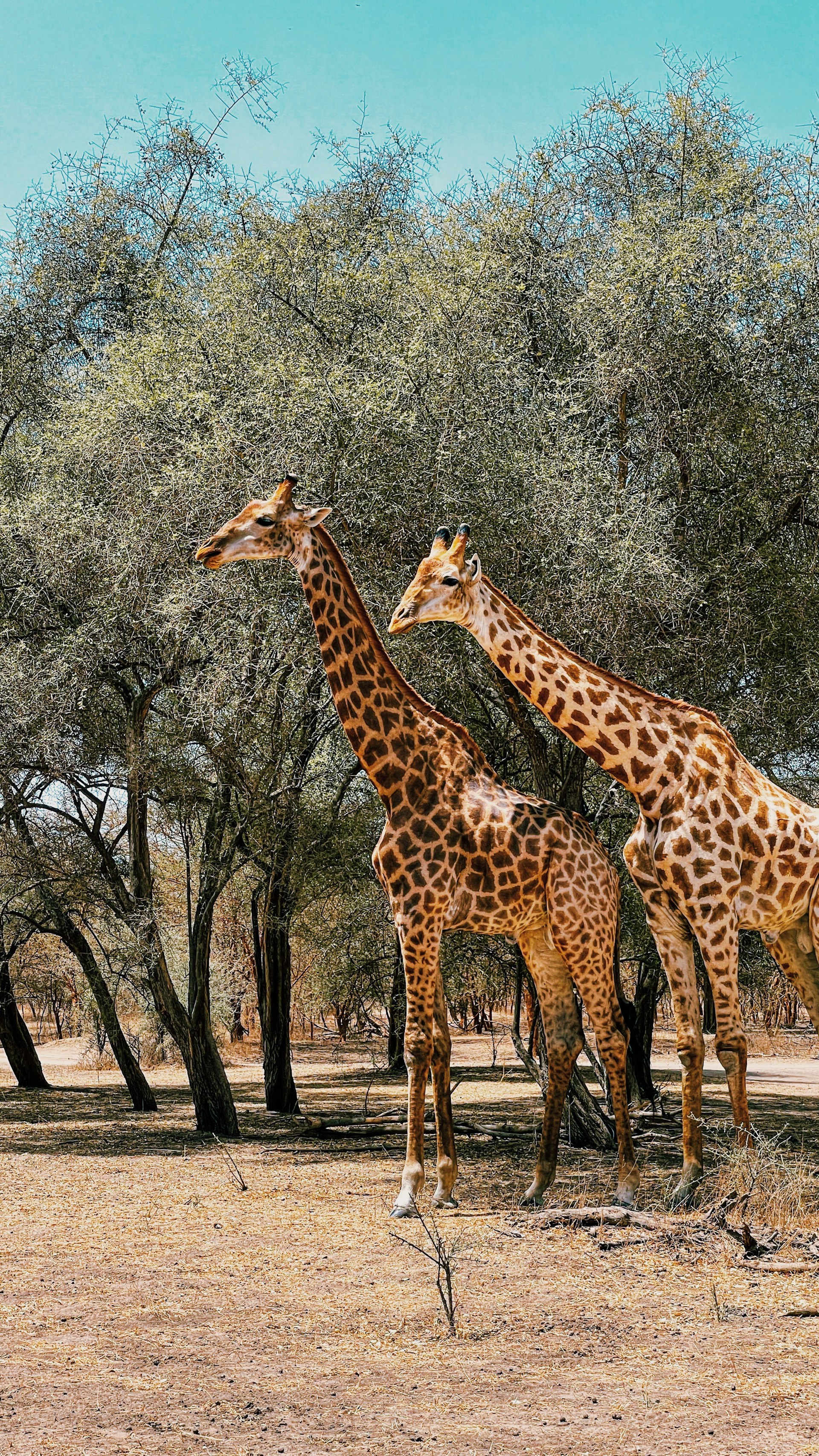 a couple of giraffe standing next to each other