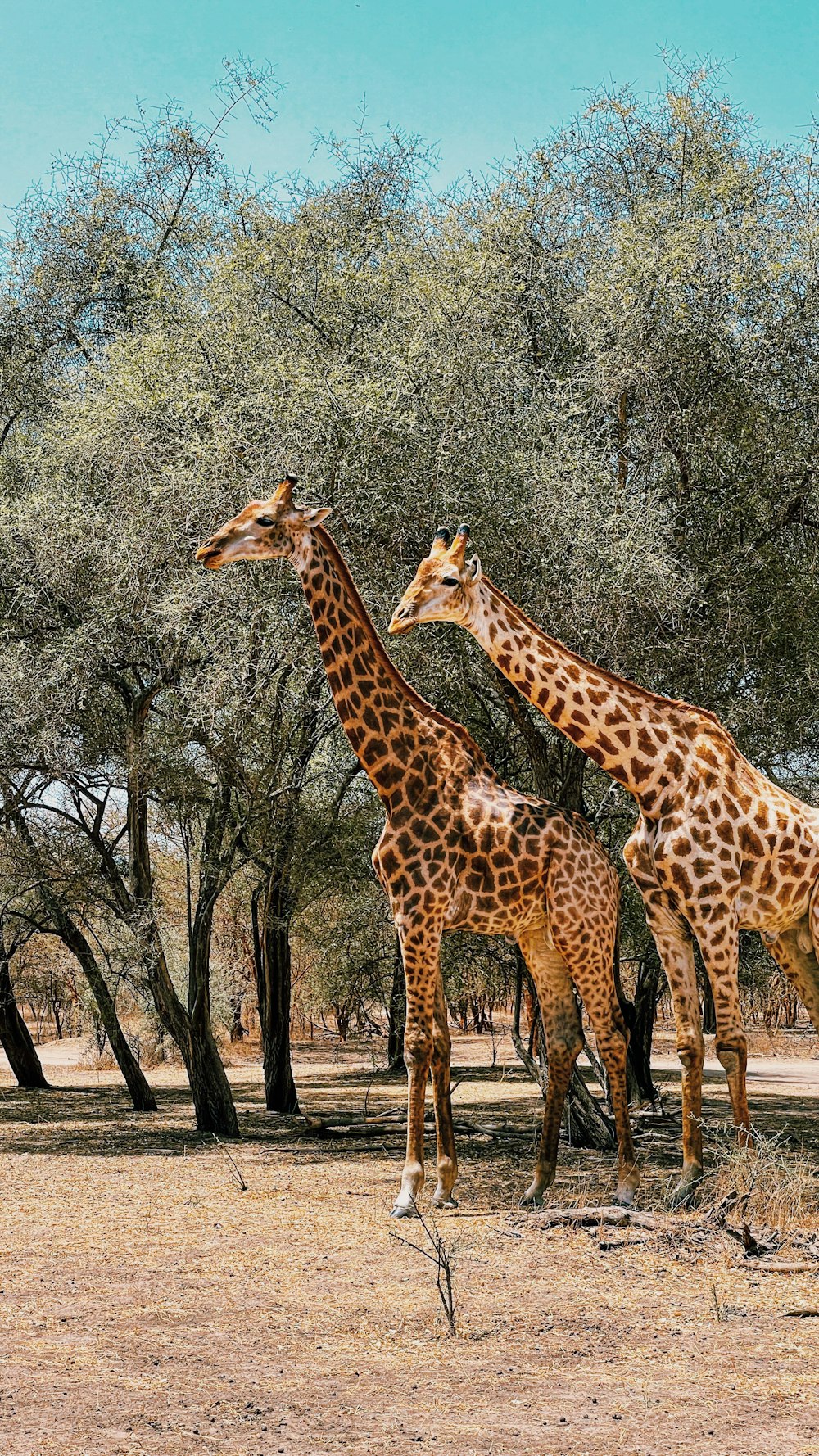 a couple of giraffe standing next to each other