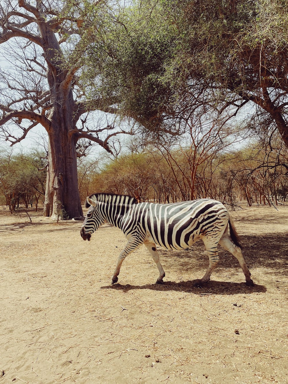 a zebra walking across a dirt field next to a tree