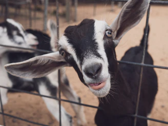 a close up of a goat behind a fence