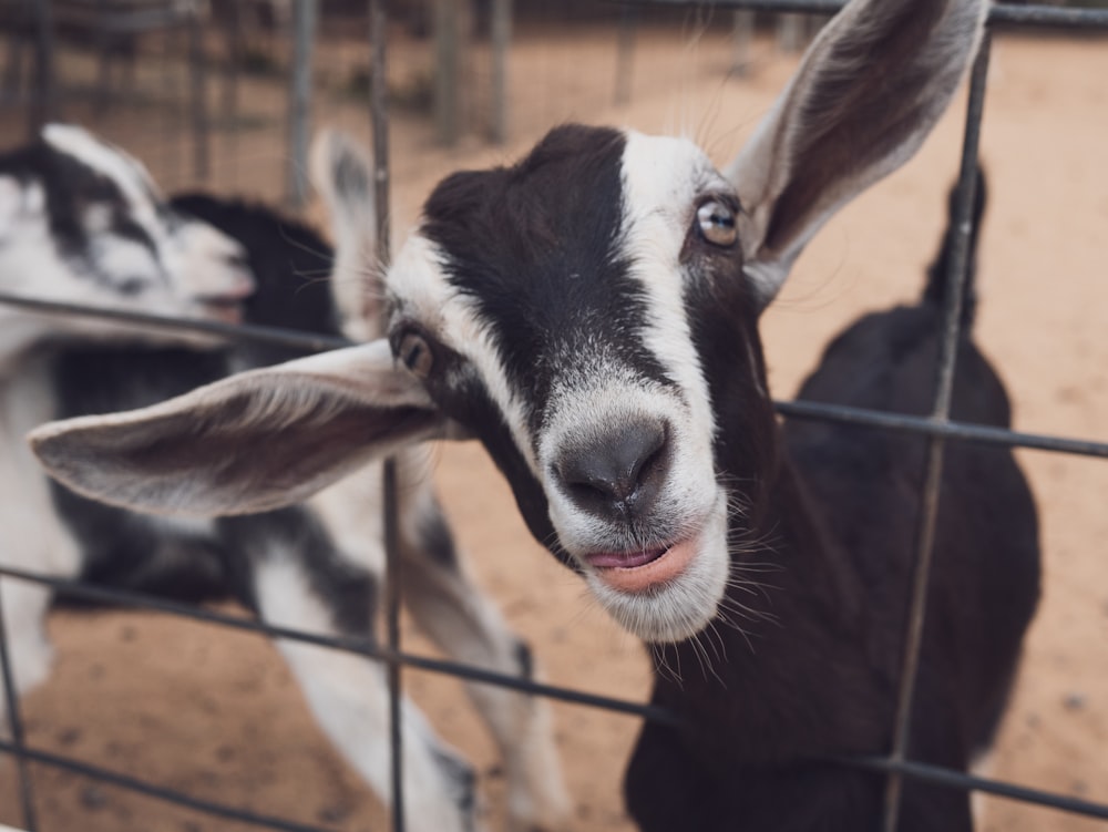 a close up of a goat behind a fence