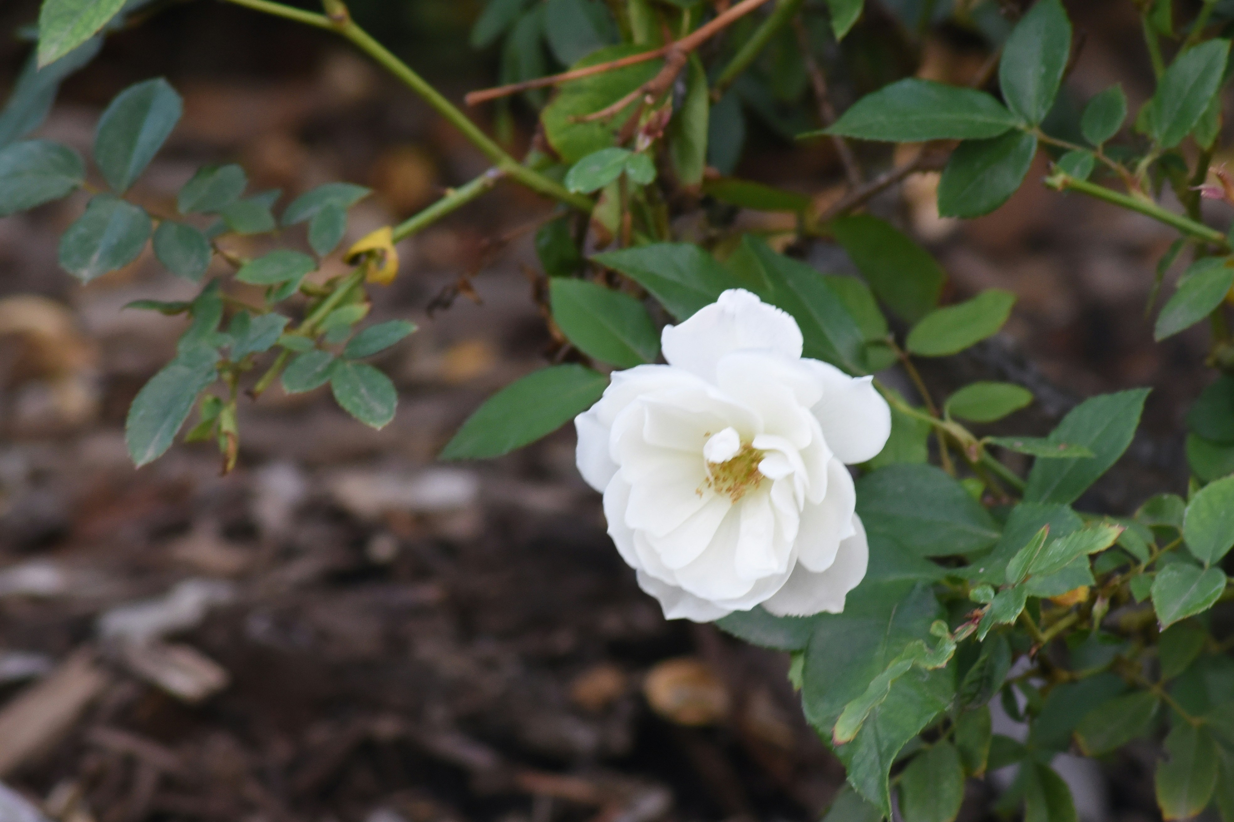 a white flower with green leaves in the background
