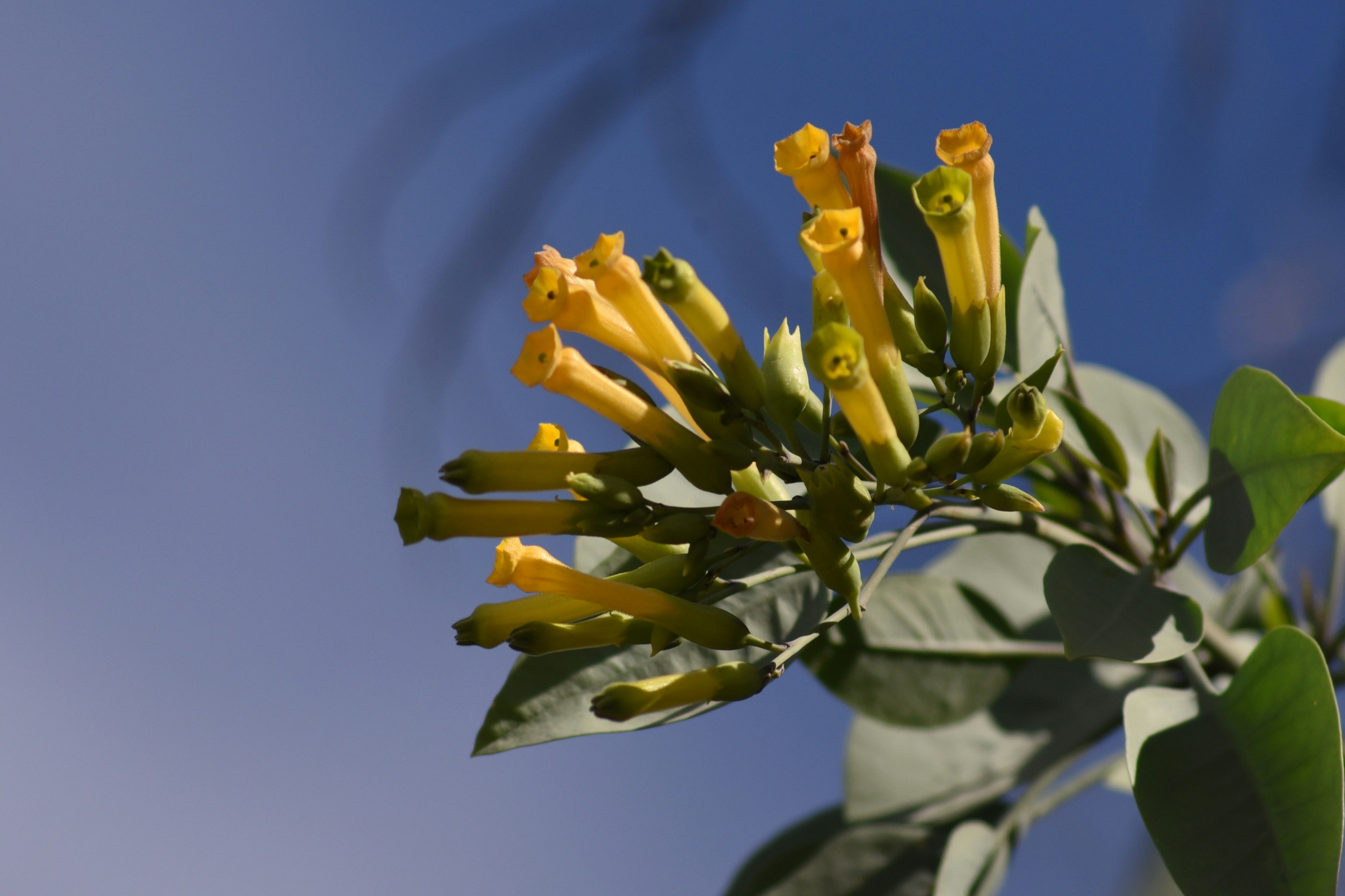 a close up of a tree with yellow flowers