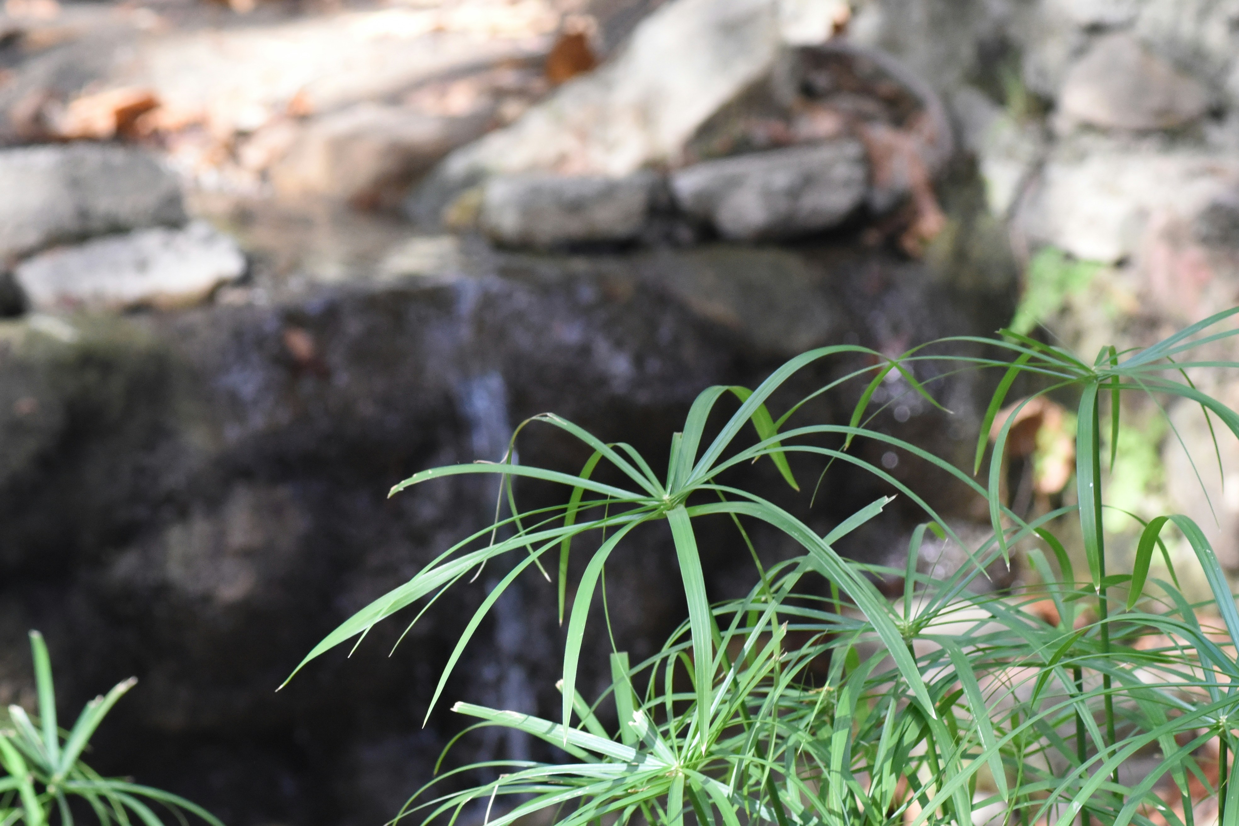 a close up of a plant near a rock wall