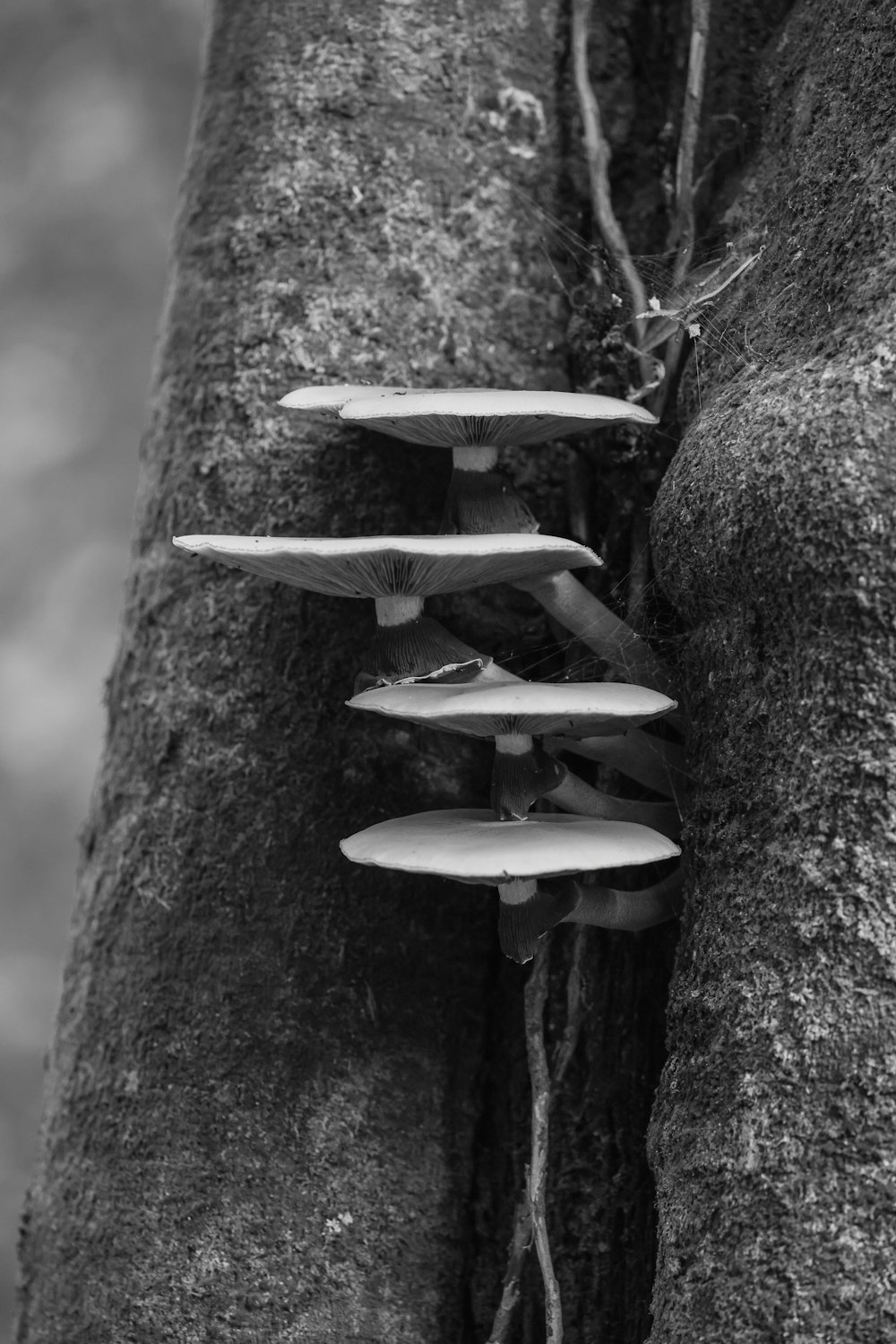 a group of mushrooms growing on the side of a tree