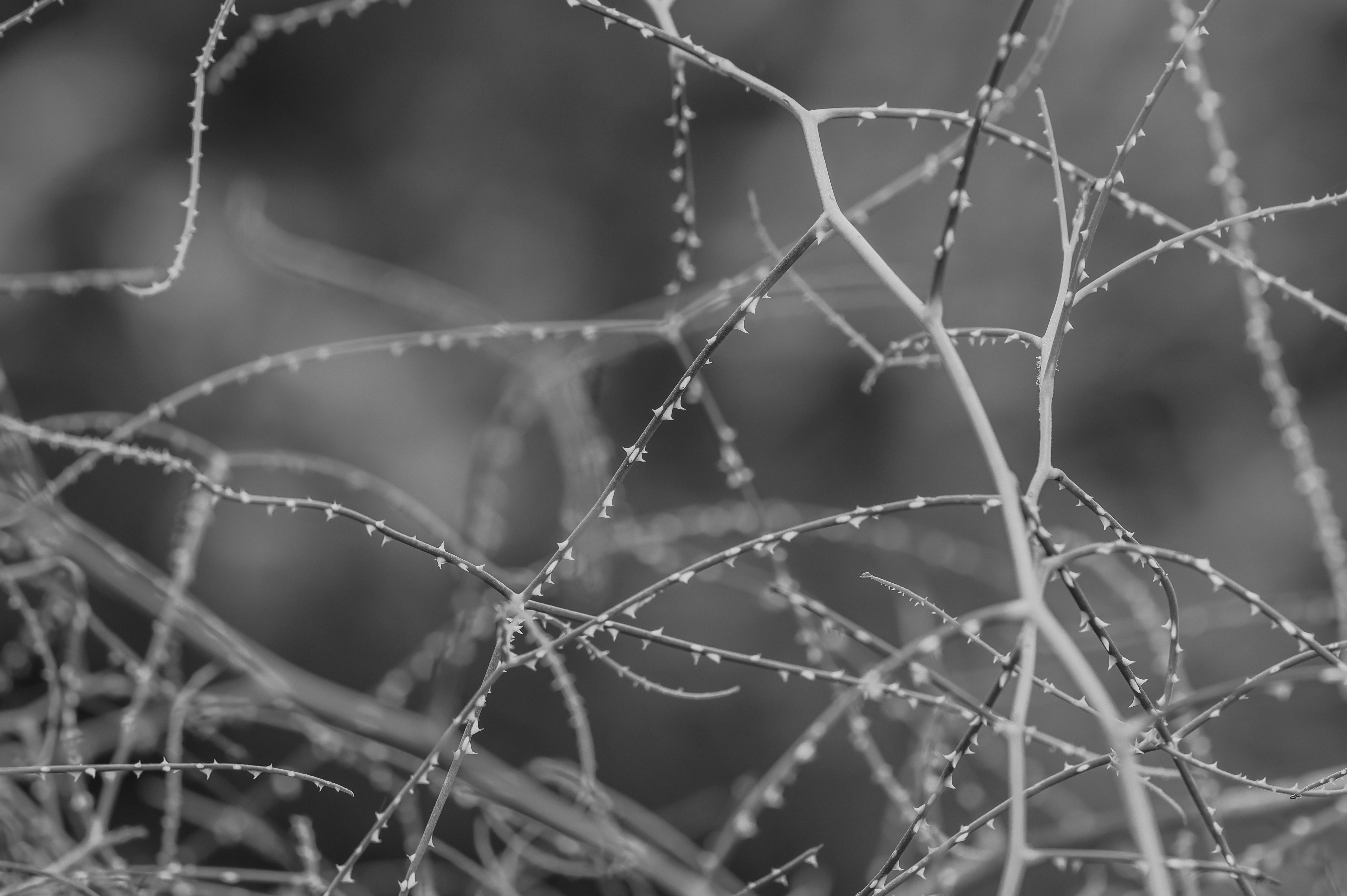 Photo by tonystoddard