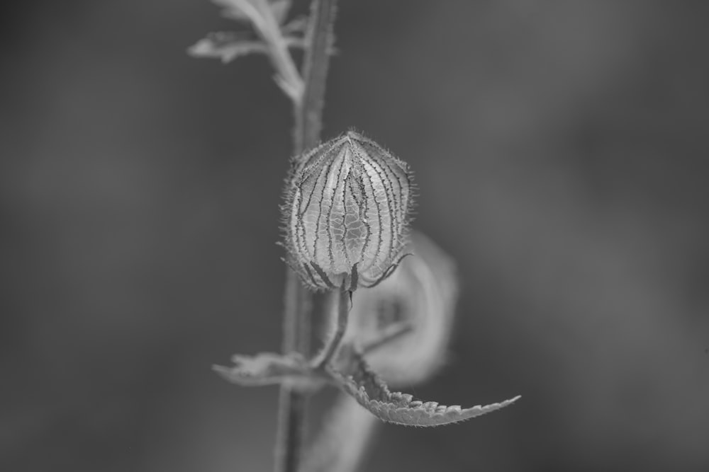 a black and white photo of a flower