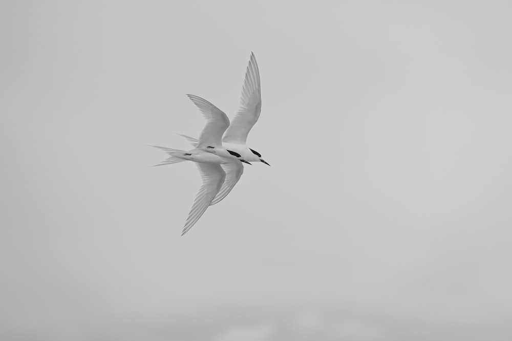 a couple of birds flying through a cloudy sky