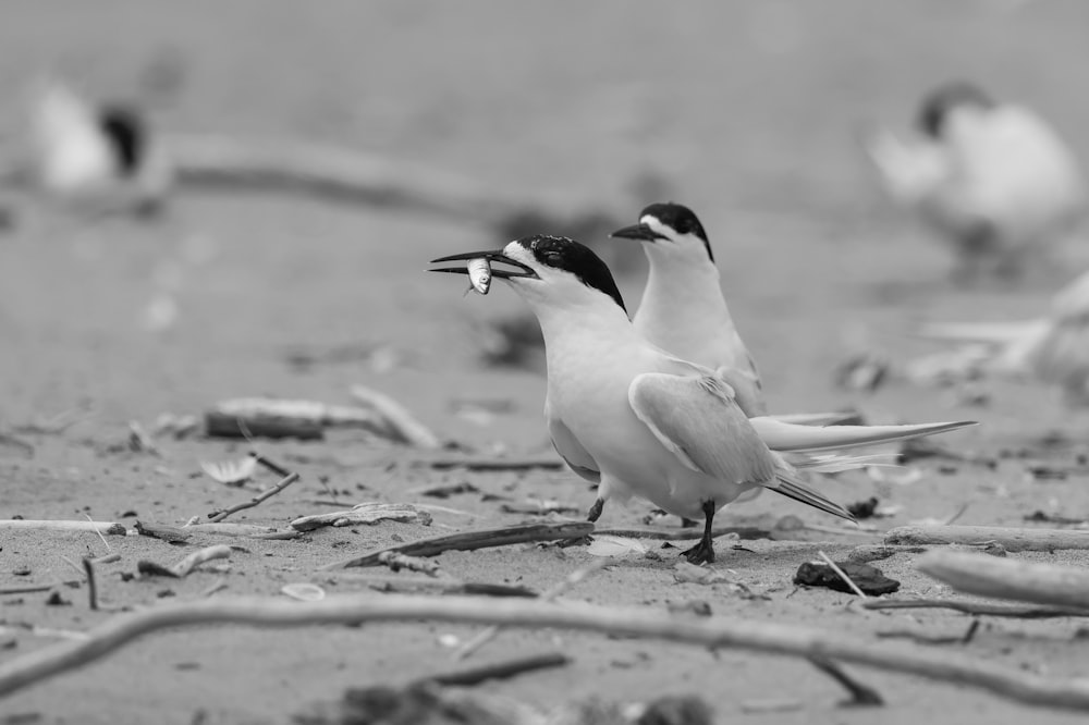 a group of birds standing on top of a sandy beach