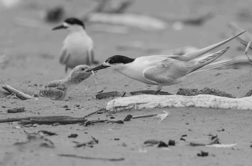 a couple of birds standing on top of a sandy beach