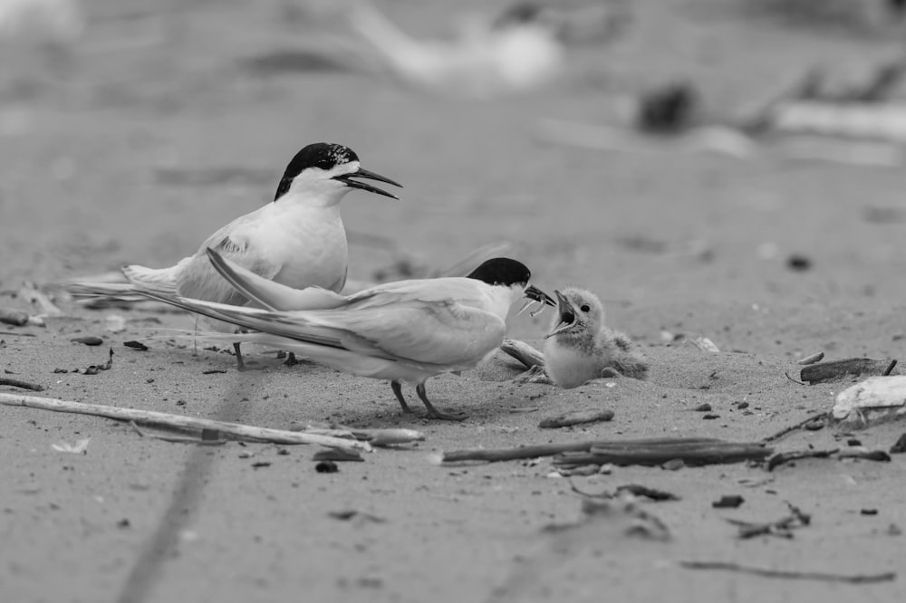 a couple of birds standing on top of a sandy beach