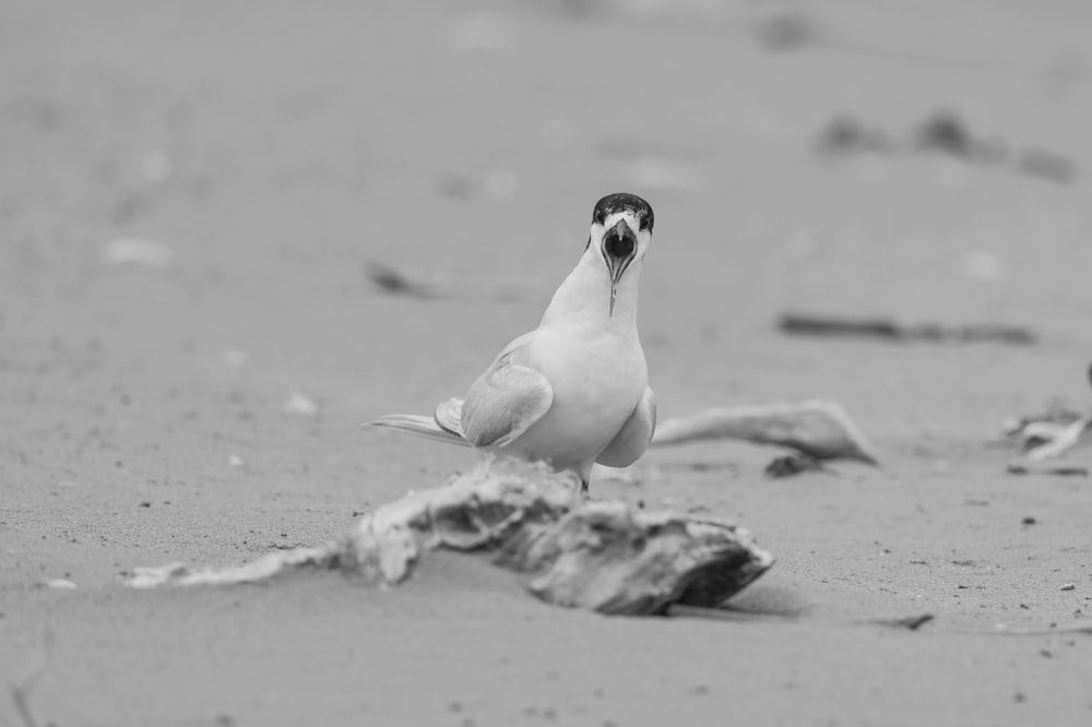 a black and white photo of a bird on the beach