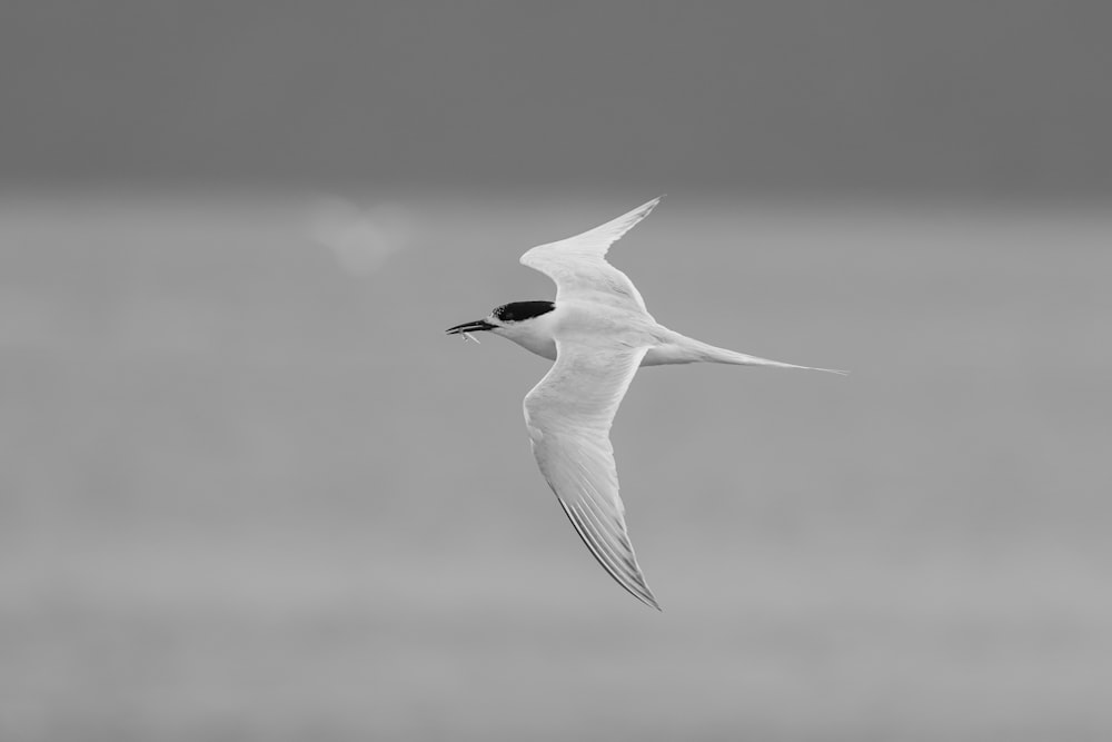 a black and white photo of a bird flying