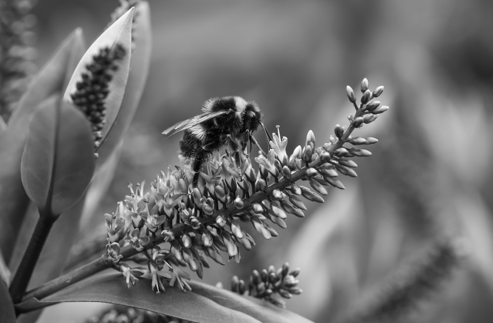 a black and white photo of a bee on a flower