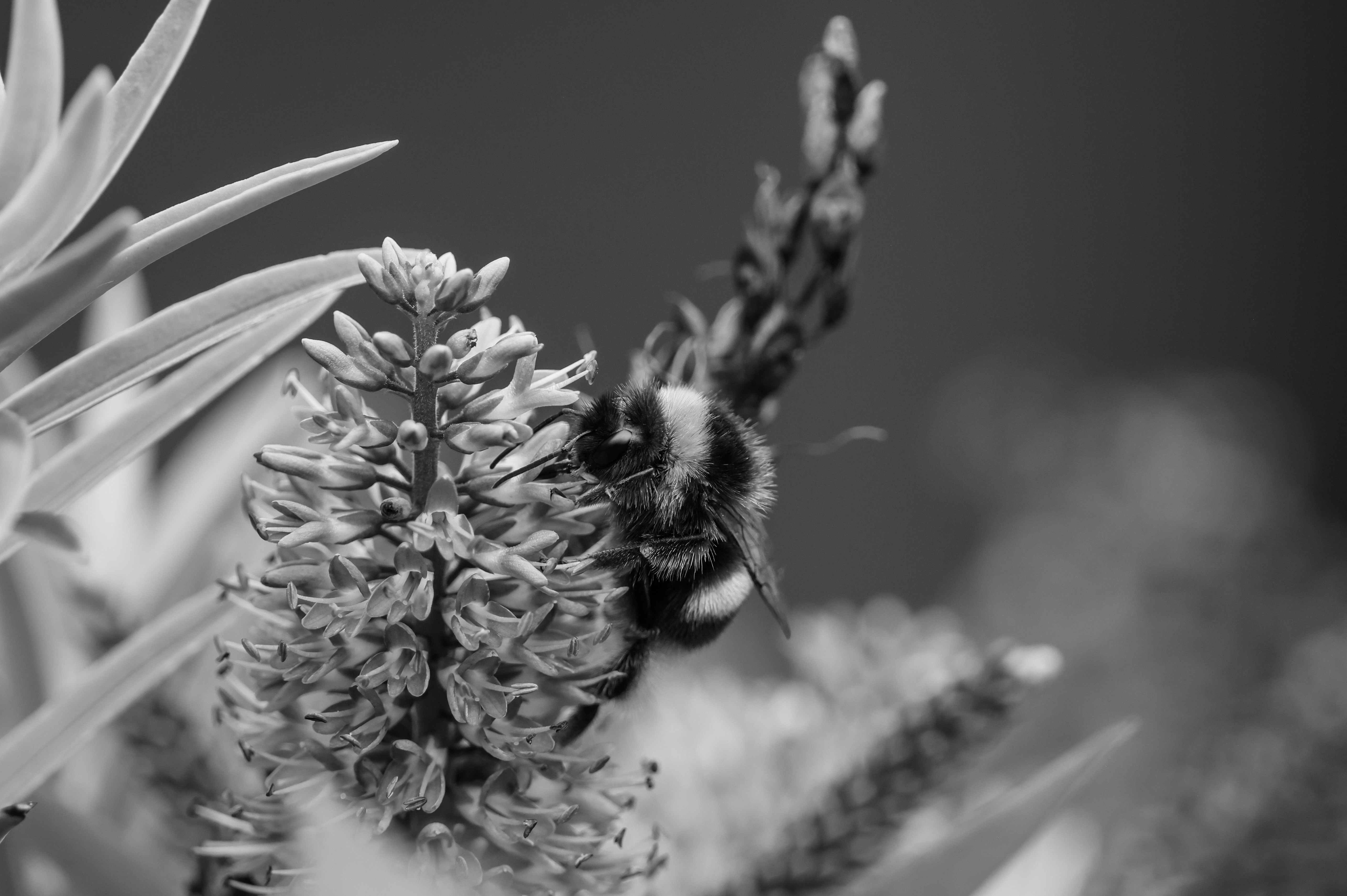 ein Schwarz-Weiß-Foto einer Biene auf einer Blume