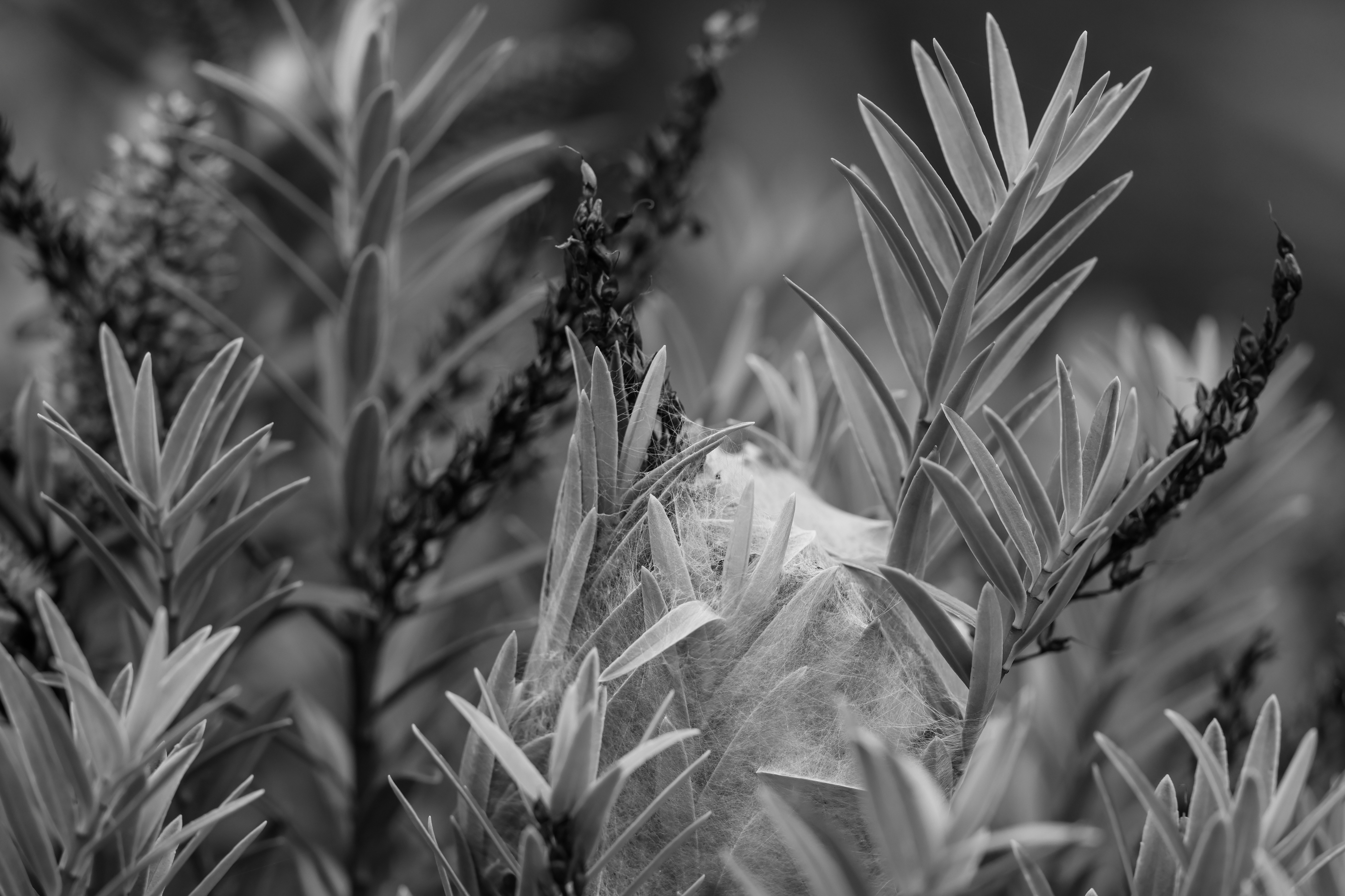 Photo by tonystoddard