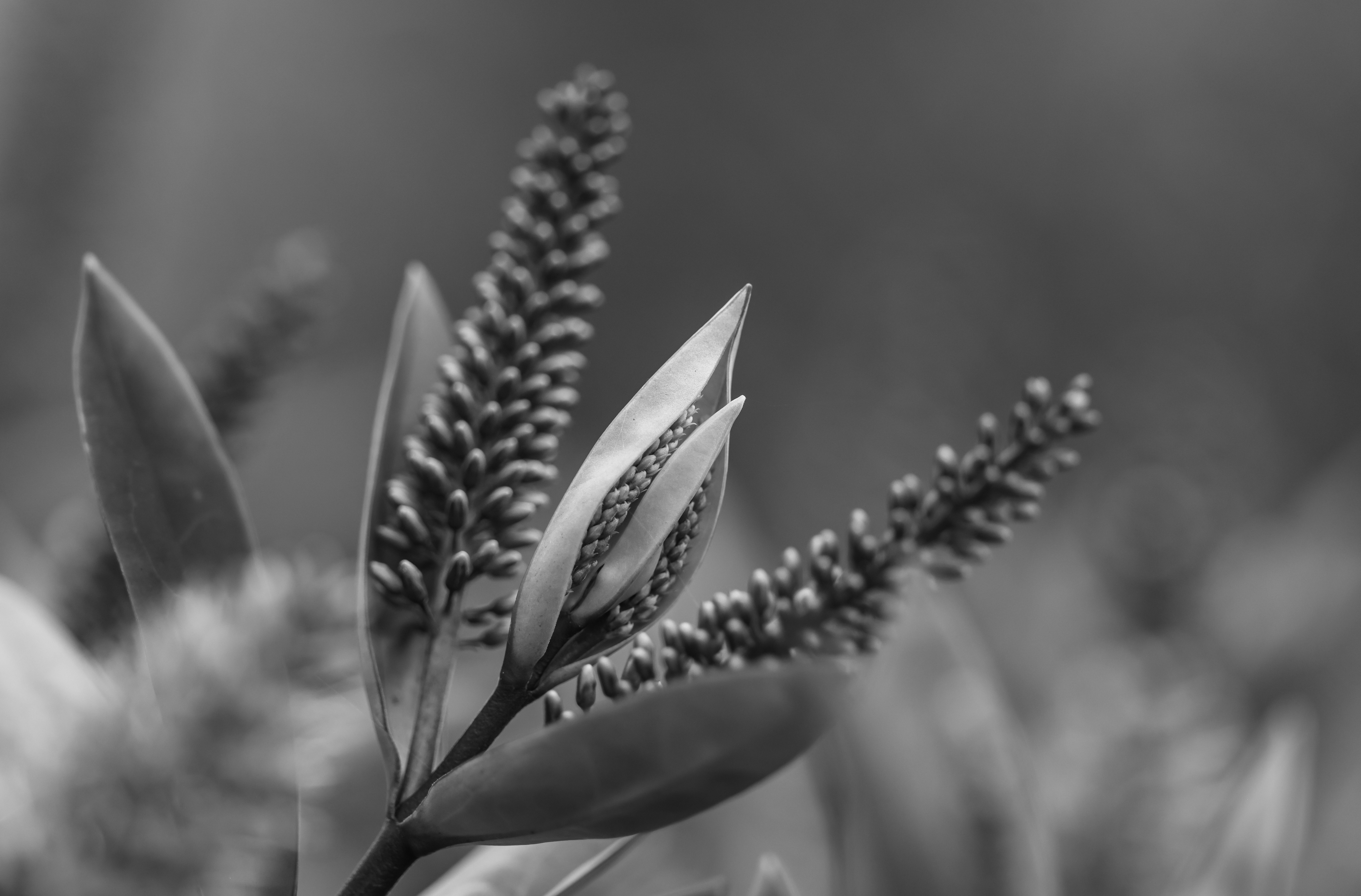 ein Schwarz-Weiß-Foto einer Blume