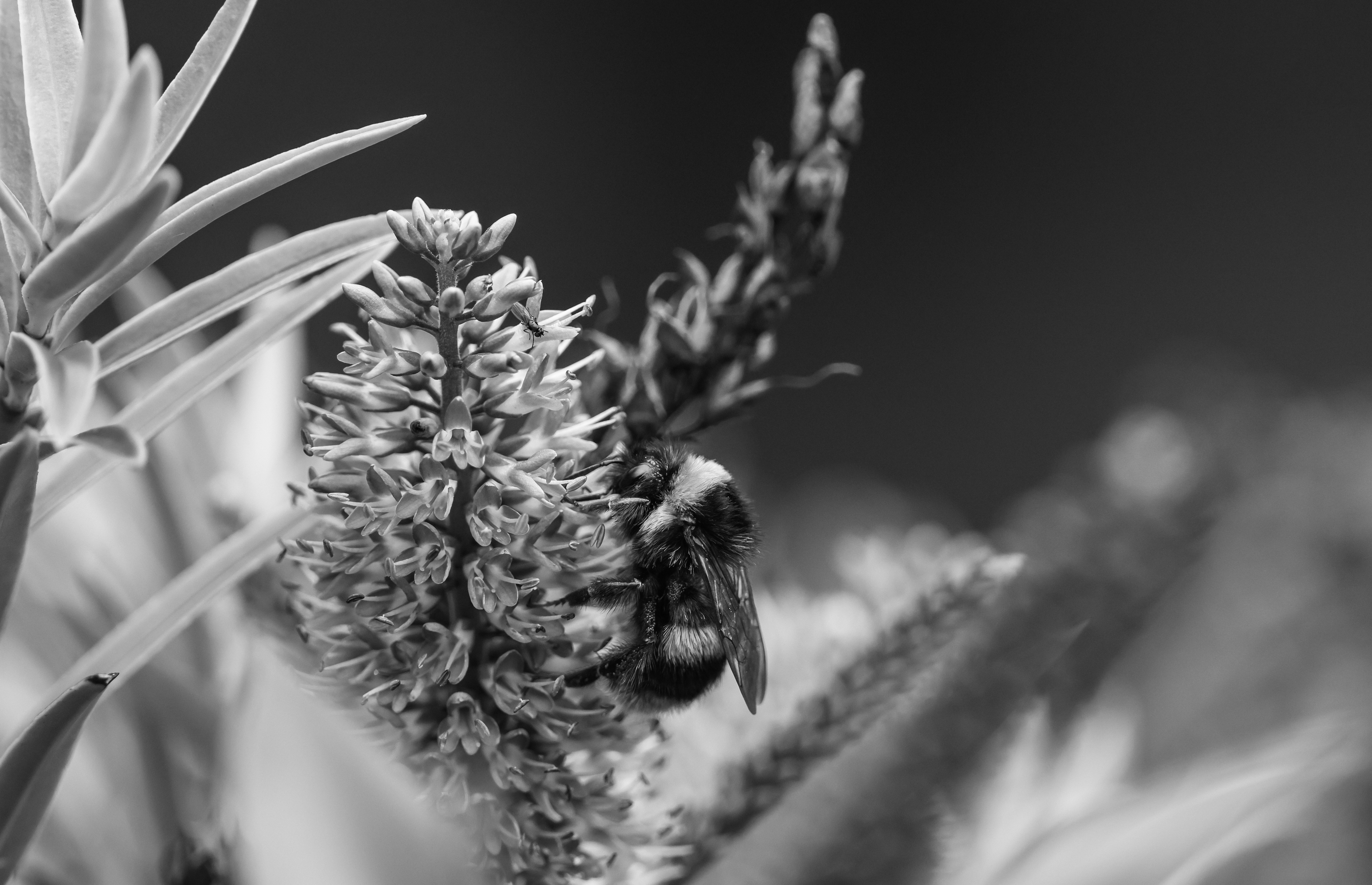 a black and white photo of a bee on a flower