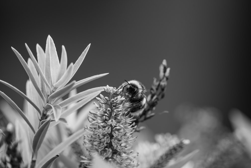 a black and white photo of a bee on a flower