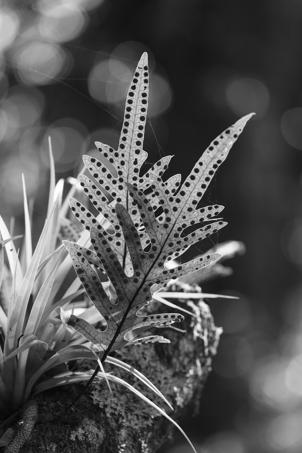 a black and white photo of a plant on a rock