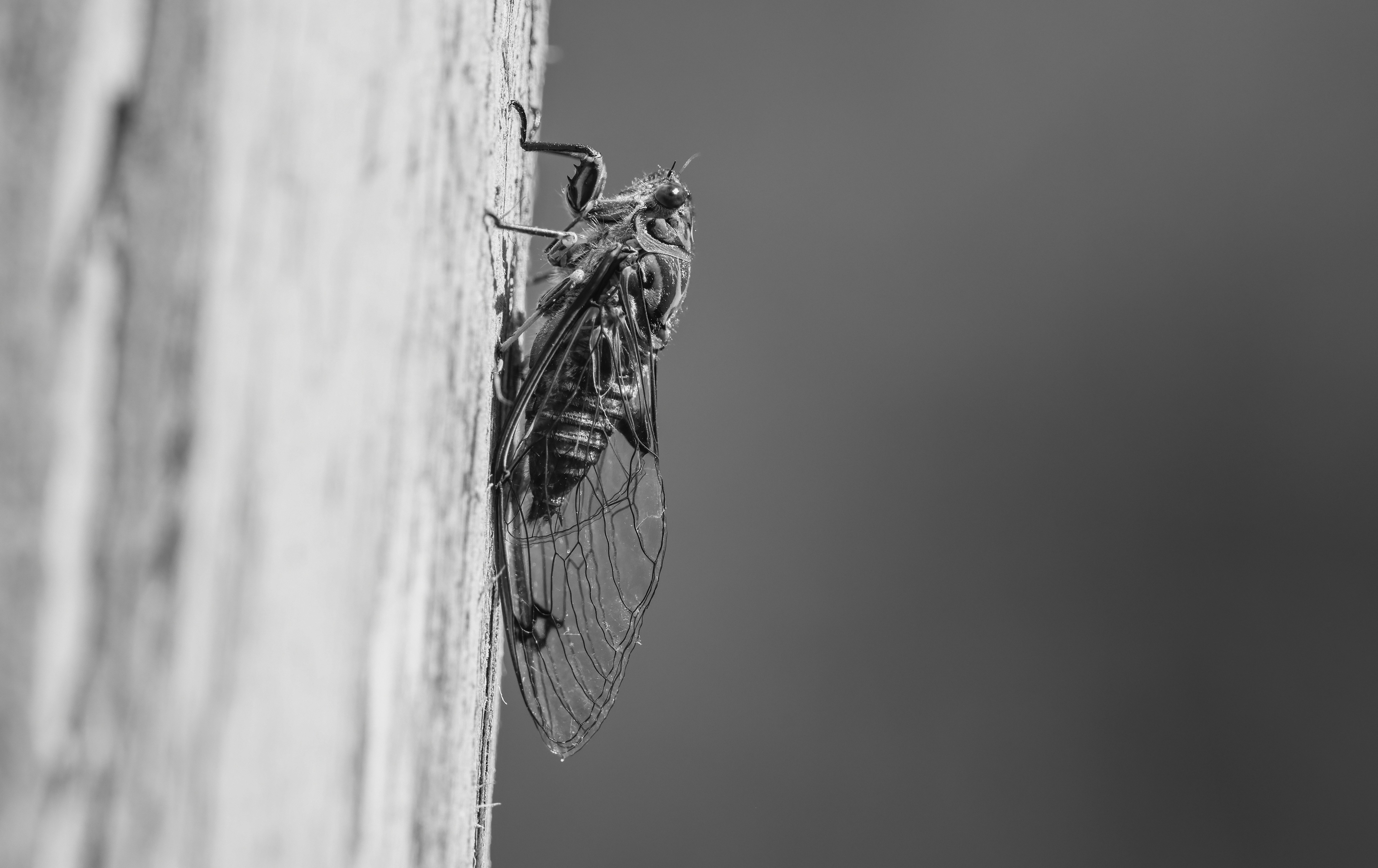 Ein Schwarz-Weiß-Foto einer Fliege an einer Wand