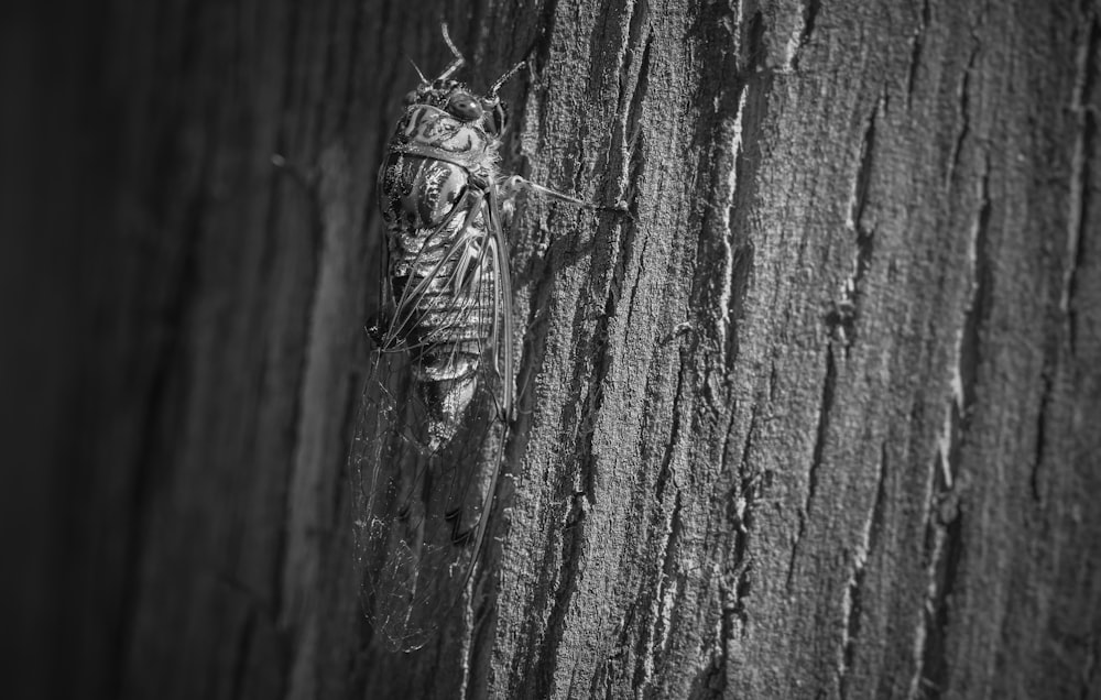 a black and white photo of a bug on a tree