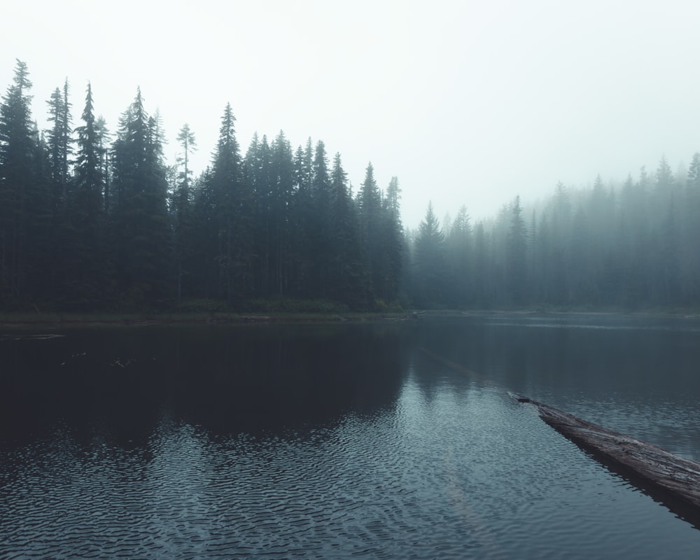 a body of water surrounded by a forest