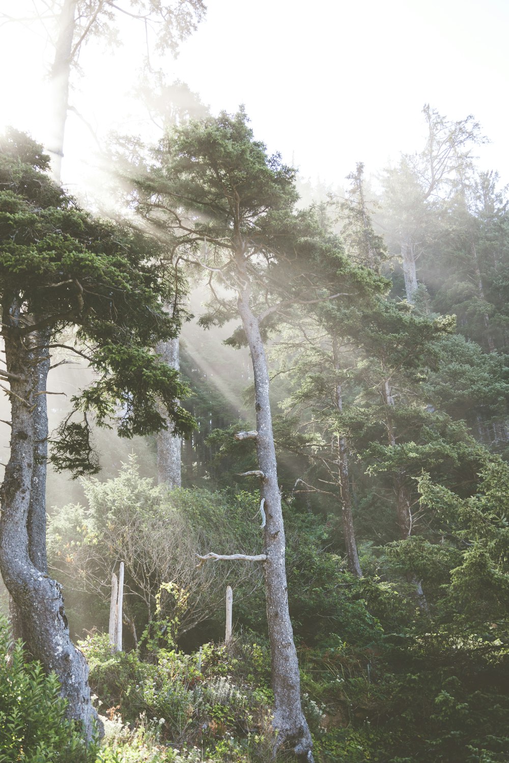 a forest filled with lots of tall trees