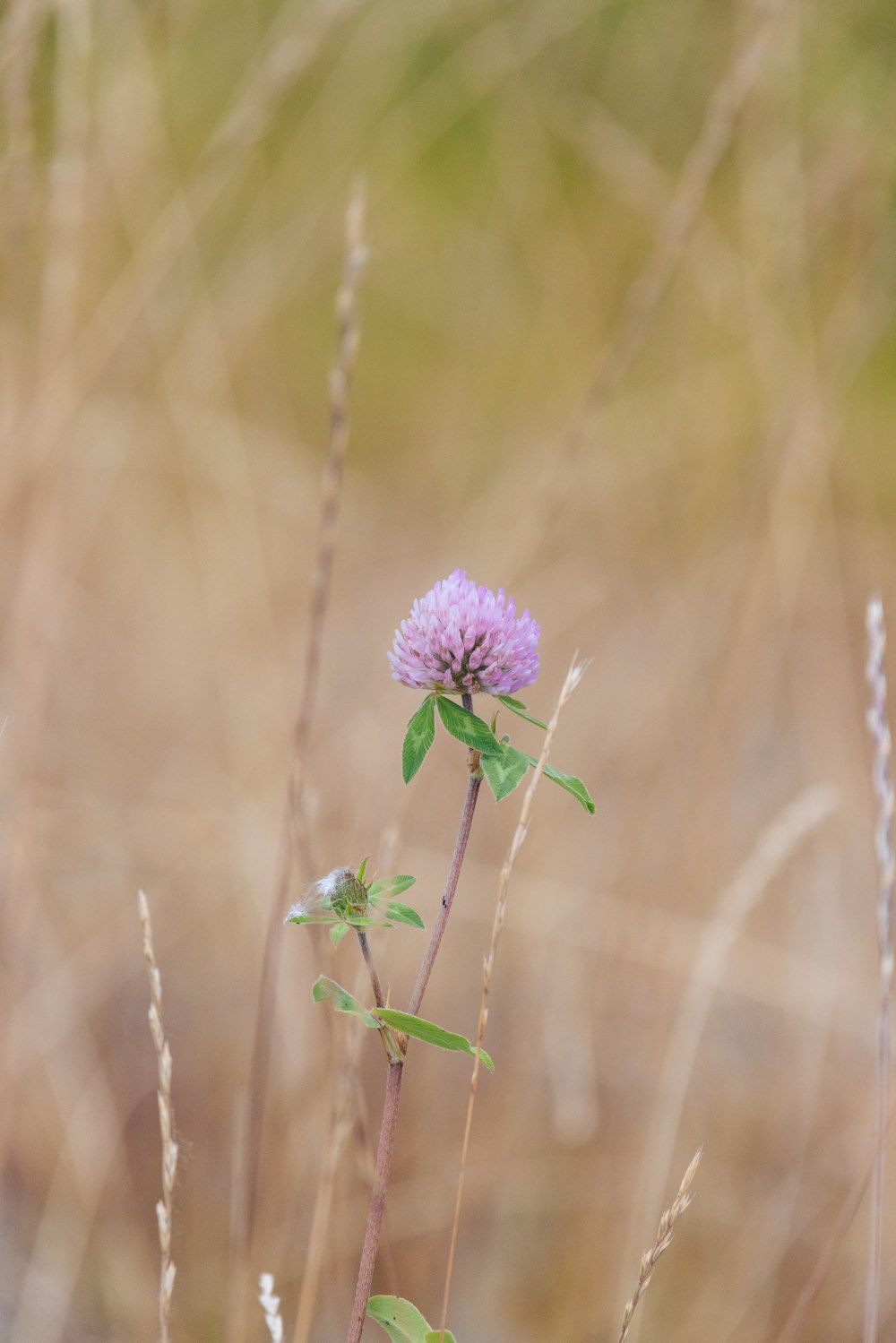 a small purple flower sitting on top of a grass covered field