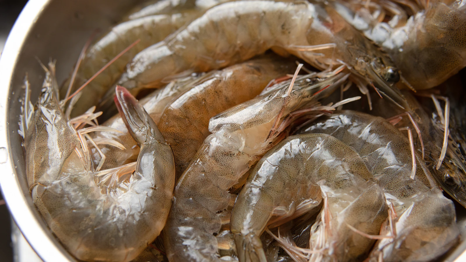 Crevettes crues fraîchement pêchées, illustration