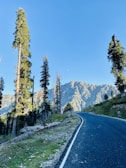 A winding mountain trail framed by towering pine trees under a clear blue sky.
