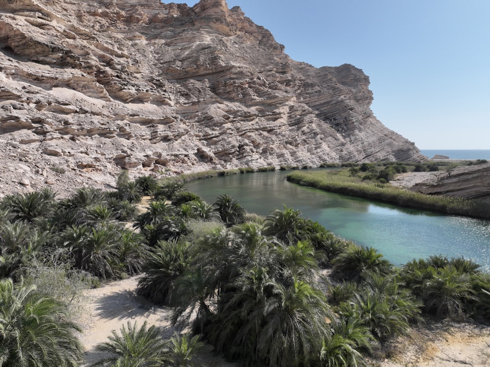 a body of water surrounded by palm trees