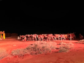 A desert scene at night with a group of camels gathered under bright lighting. Several people are interacting with the camels, which are adorned with decorative coverings. There is a small structure with vibrant yellow and red colors on the left, while scattered shrubs are visible in the foreground.