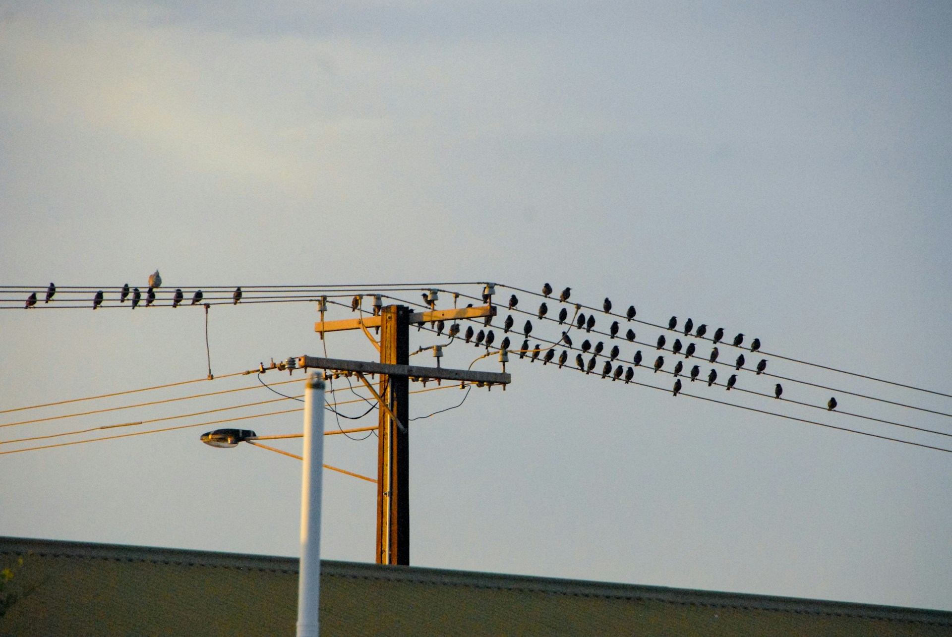 a flock of birds sitting on top of power lines