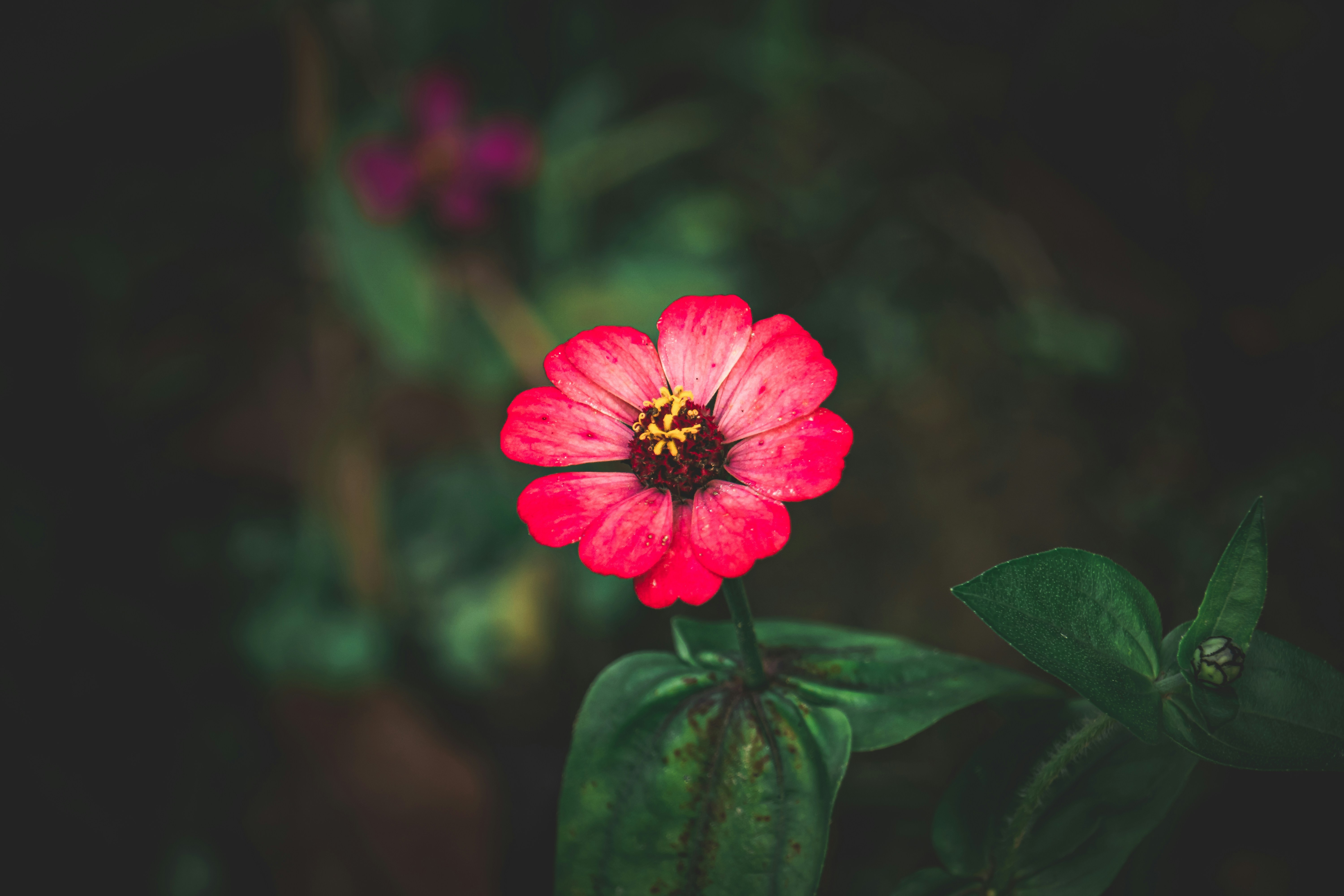 Photo by abdulkayum97