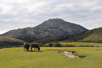 Close-up of healthy buffalo grazing peacefully on lush green pasture at Mane Farms.