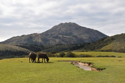 Close-up of healthy buffalo grazing peacefully on lush green pasture at Mane Farms.