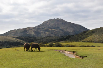 A farmer gently feeding a buffalo in a lush green pasture at sunrise