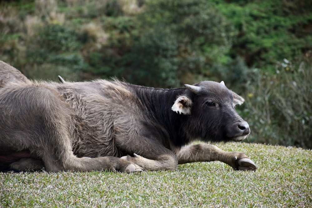 a cow laying down in a grassy field