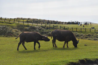 Farmers gathered outdoors learning new buffalo care techniques.