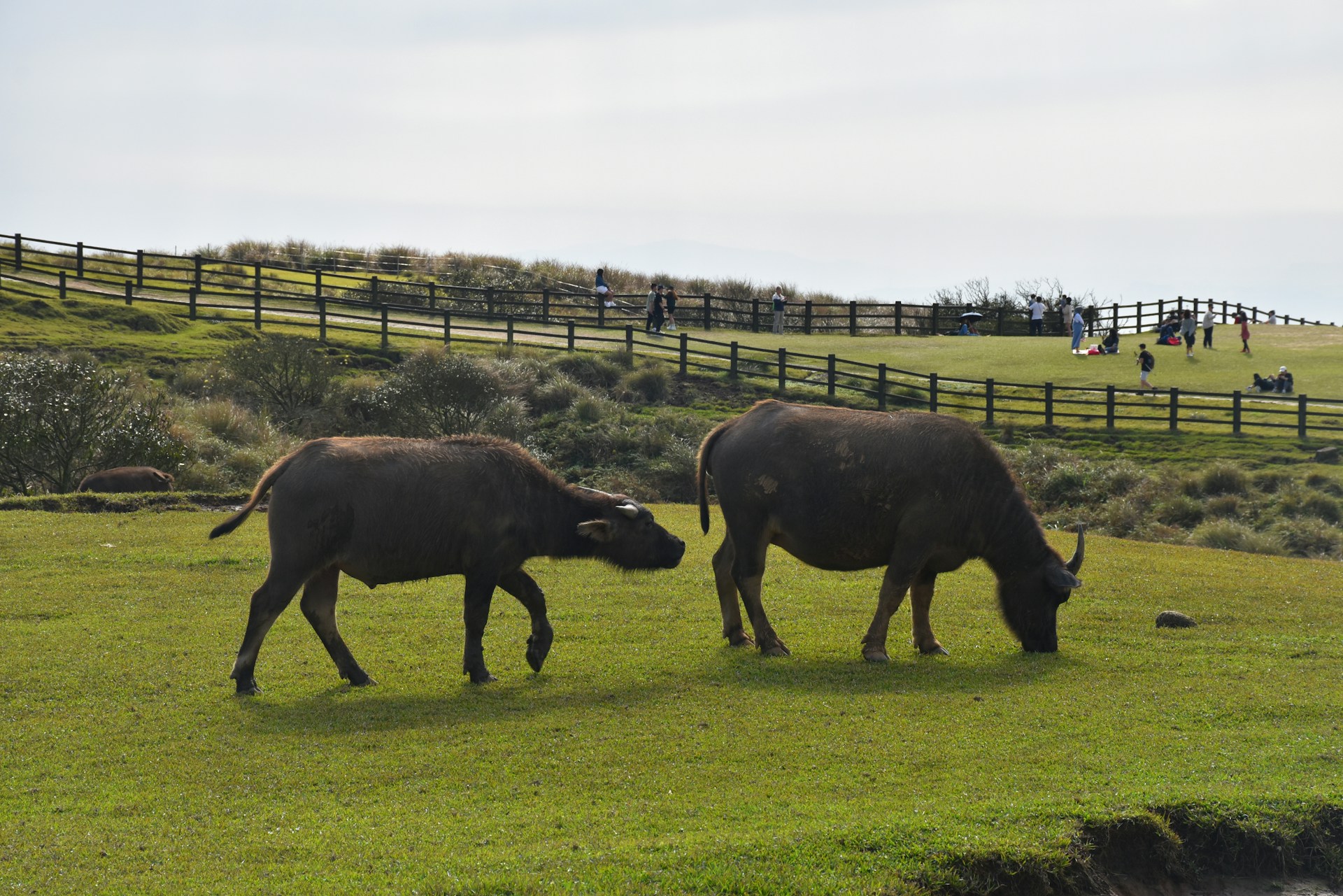 Two buffaloes graze peacefully on a lush green field, surrounded by a wooden fence. In the background, people are gathered on the grass, enjoying a leisurely time under a cloudy sky.