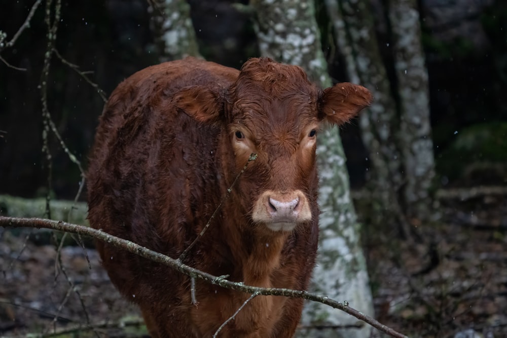 a brown cow standing next to a tree in a forest