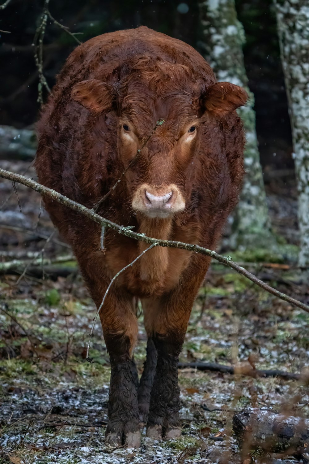 a brown cow standing in a forest next to a tree