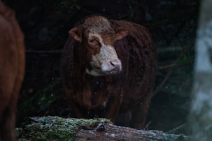 A brown and white cow stands in a dimly lit forest area, with light specks of rain or dust visible in the air. The cow stands near a moss-covered log, adding to the natural, serene environment.