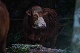 A brown and white cow stands in a dimly lit forest area, with light specks of rain or dust visible in the air. The cow stands near a moss-covered log, adding to the natural, serene environment.