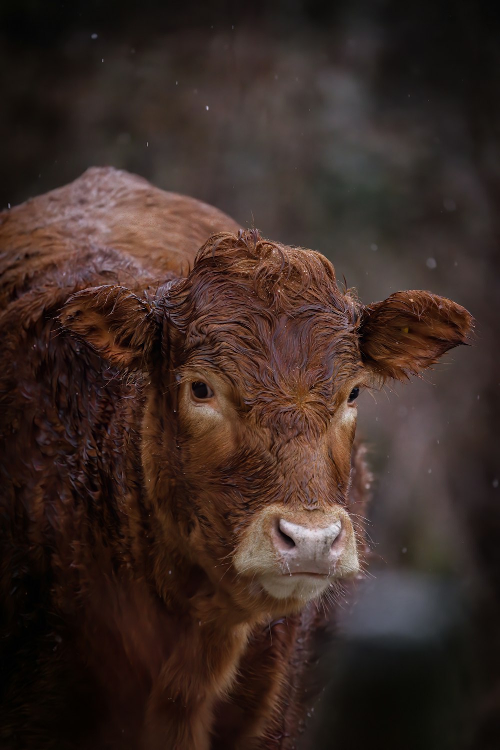 a close up of a brown cow with a blurry background