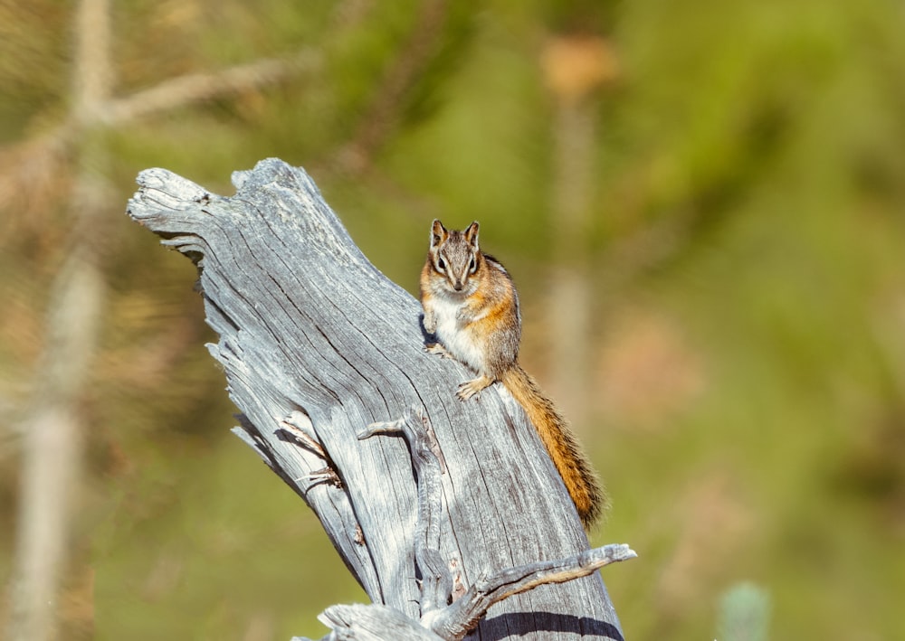 a small squirrel sitting on top of a piece of wood