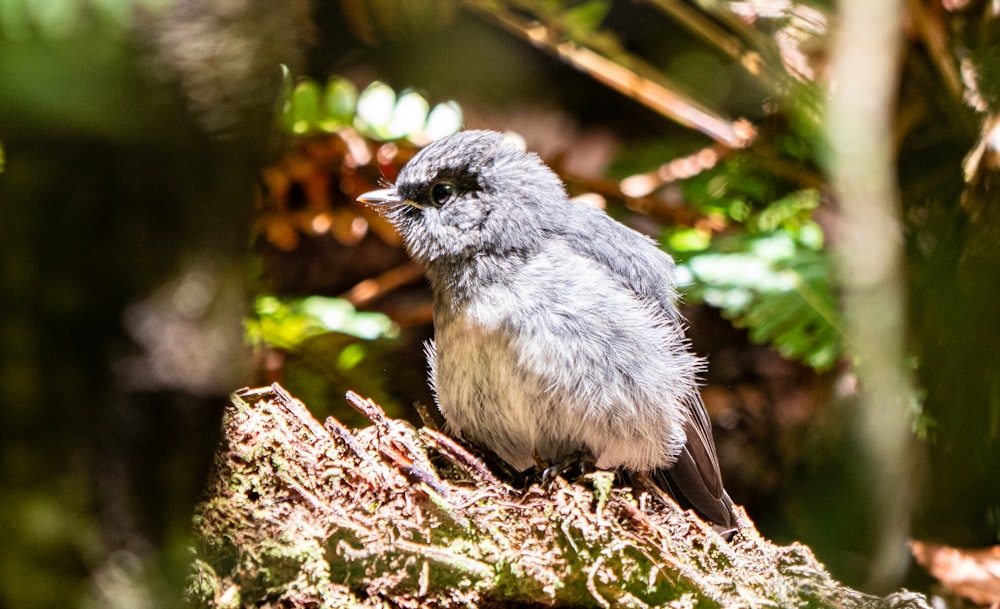 a small bird sitting on a tree branch